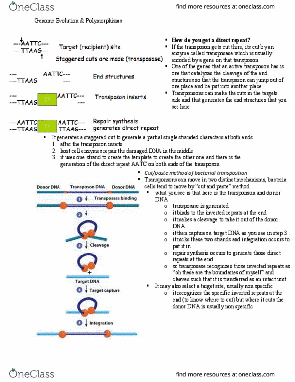 BIOB11H3 Lecture Notes - Lecture 3: Transposase, Genomics, Restriction Fragment Length Polymorphism thumbnail
