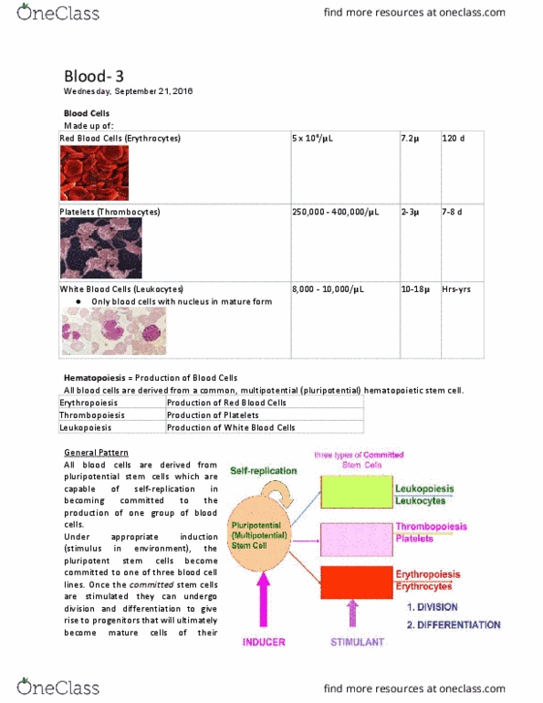 PHGY 209 Lecture Notes - Lecture 7: Hematopoietic Stem Cell, White Blood Cells (Album), Blood Cell thumbnail