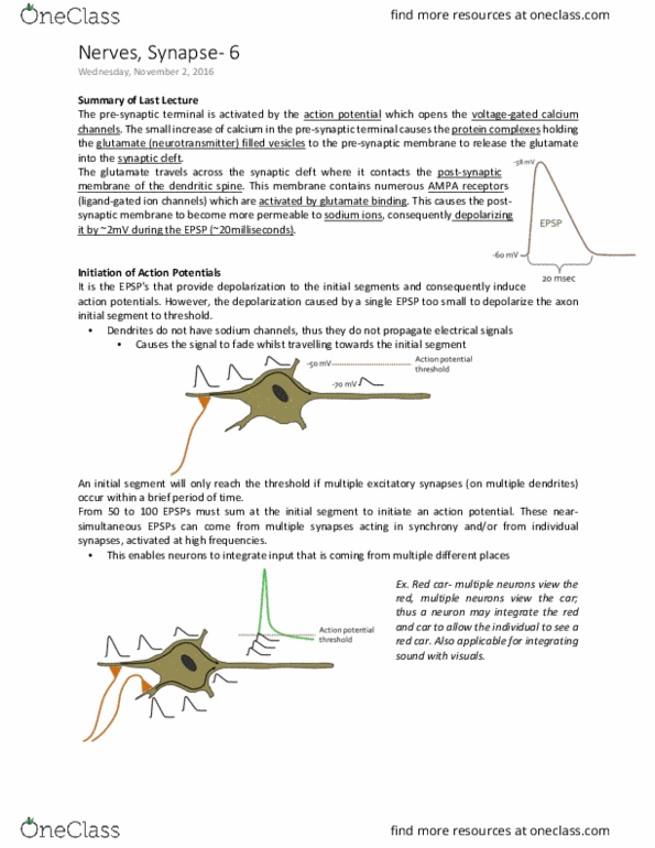 PHGY 209 Lecture Notes - Lecture 20: Chemical Synapse, Excitatory Synapse, Glutamate Receptor thumbnail