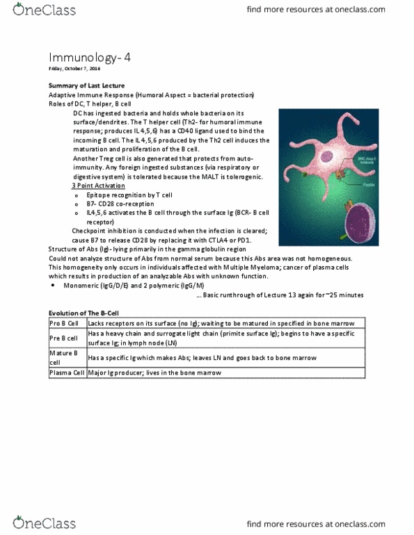 PHGY 209 Lecture Notes - Lecture 13: B-Cell Receptor, Gamma Globulin, Cd28 thumbnail