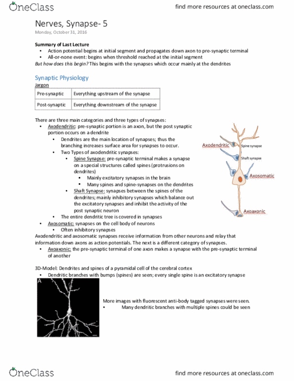 PHGY 209 Lecture Notes - Lecture 19: Excitatory Postsynaptic Potential, Inhibitory Postsynaptic Potential, Excitatory Synapse thumbnail
