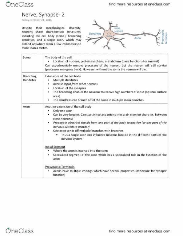 PHGY 209 Lecture Notes - Lecture 17: Chemical Synapse, Brainstem, Relative Direction thumbnail
