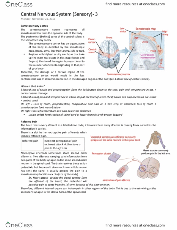 PHGY 209 Lecture Notes - Lecture 29: Retinal Pigment Epithelium, Fovea Centralis, Somatotopic Arrangement thumbnail