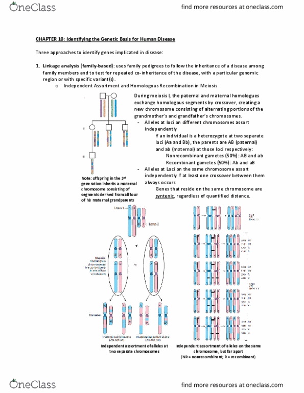 Biochemistry 4463G Chapter Notes - Chapter 10: Mendelian Inheritance, Synteny, Genetic Linkage thumbnail