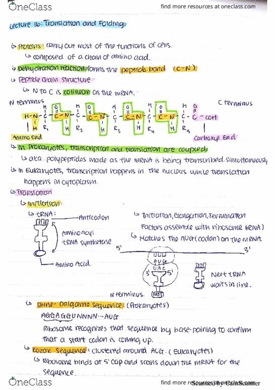 BIOL 2301 Lecture Notes - Lecture 16: Kuer-Fm thumbnail