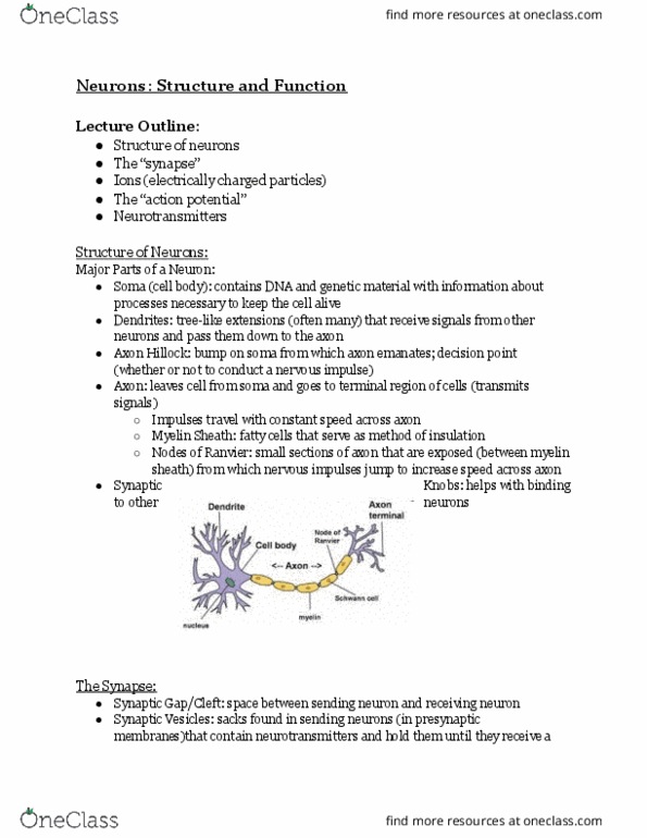PSY 1 Lecture Notes - Lecture 3: Myelin, Postsynaptic Potential, Extracellular Fluid thumbnail