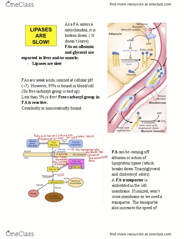 BCHM 316 Chapter Notes - Chapter 13.2: Cholesteryl Ester, Lipoprotein Lipase, Carboxylic Acid thumbnail