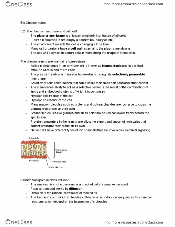 BI111 Chapter Notes - Chapter 5.2: Cell Membrane, Lipid Bilayer, Passive Transport thumbnail