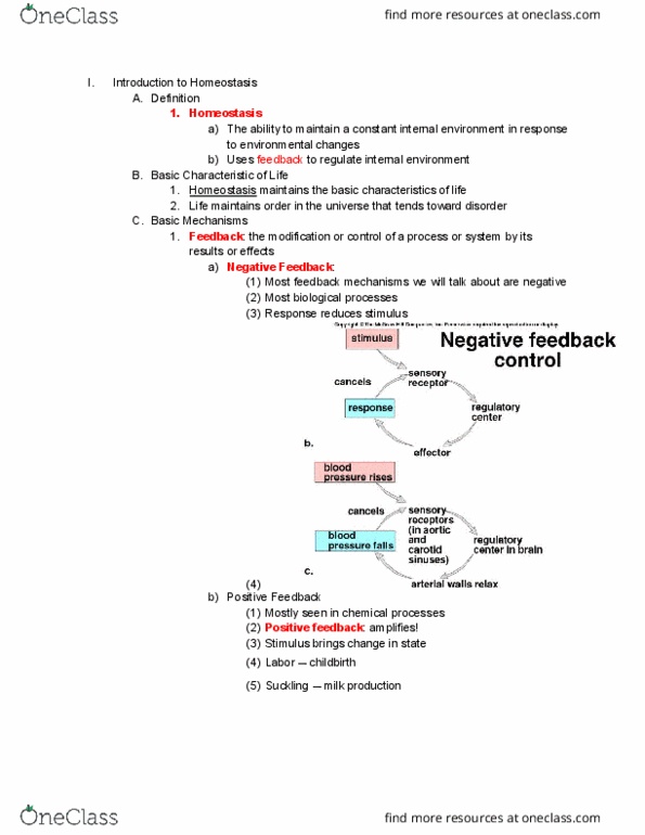 01:119:116 Lecture Notes - Lecture 11: Positive Feedback, Homeostasis, Blood Sugar Regulation thumbnail