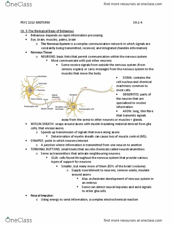 PSYC 1010 Lecture Notes - Lecture 5: Axon Terminal, Neuroglia, Cell Membrane thumbnail
