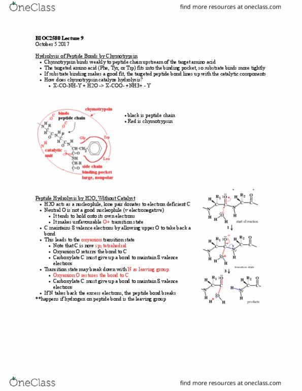 BIOC 2580 Lecture Notes - Lecture 9: Oxyanion Hole, Catalytic Triad, Oxyanion thumbnail