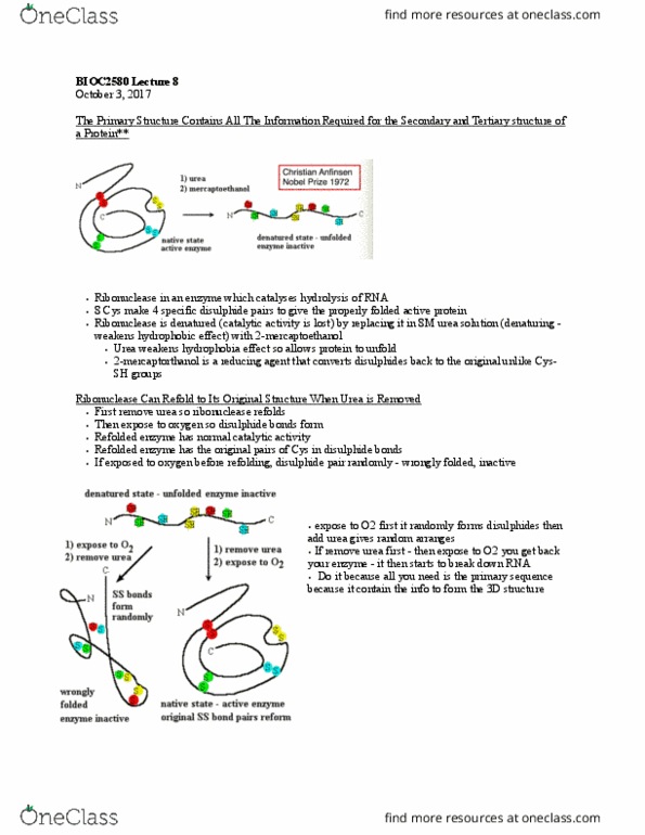 BIOC 2580 Lecture Notes - Lecture 8: Disulfide, Ribonuclease, Protein Folding thumbnail