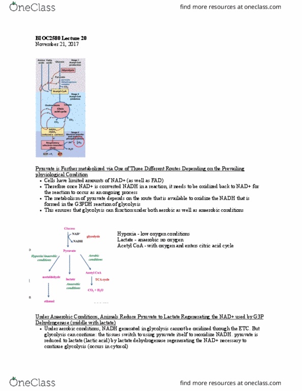 BIOC 2580 Lecture Notes - Lecture 20: Gerty Cori, Pyruvate Decarboxylase, Lactate Dehydrogenase thumbnail