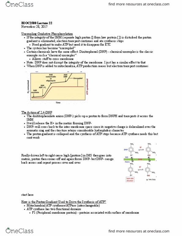 BIOC 2580 Lecture Notes - Lecture 22: Efraim Racker, Alpha Beta Gamma, Atp Synthase thumbnail