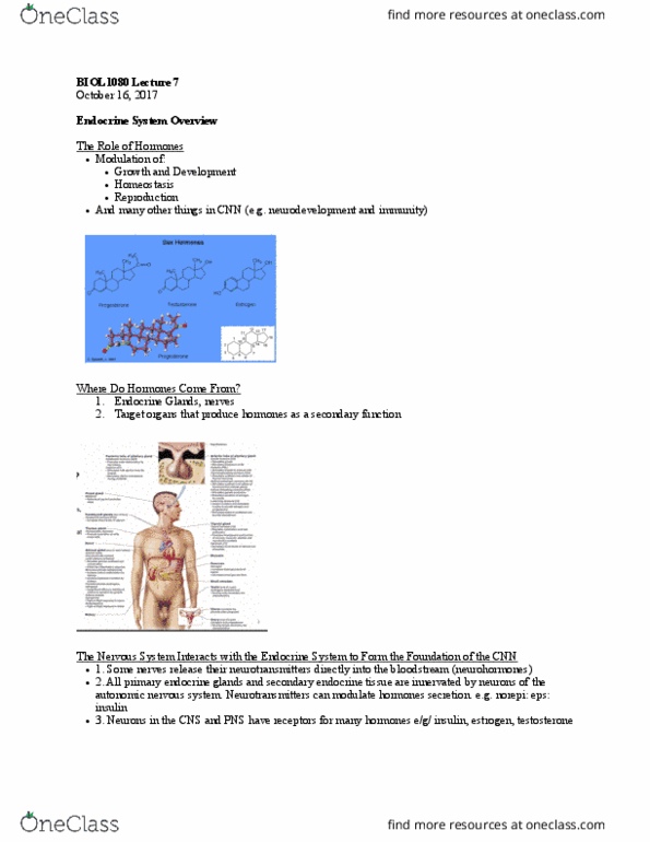 BIOL 1080 Lecture Notes - Lecture 7: Anterior Pituitary, Autonomic Nervous System, Somatostatin thumbnail