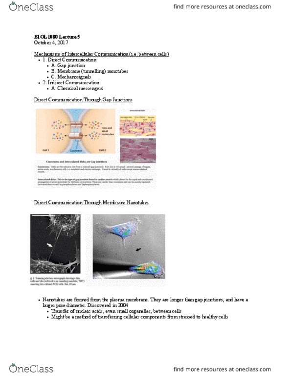 BIOL 1080 Lecture Notes - Lecture 5: Paracrine Signalling, Sciatic Nerve, Endothelium thumbnail