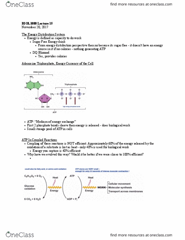 BIOL 1080 Lecture Notes - Lecture 15: Glucose Tolerance Test, Beta Oxidation, Phosphagen thumbnail
