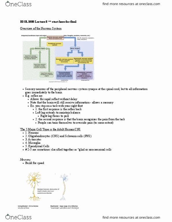 BIOL 1080 Lecture Notes - Lecture 8: Reflex Arc, Ependyma, Peripheral Nervous System thumbnail