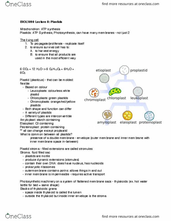 BIOL 1090 Lecture Notes - Lecture 8: Hot Water Bottle, Plastid, Chloroplast Membrane thumbnail