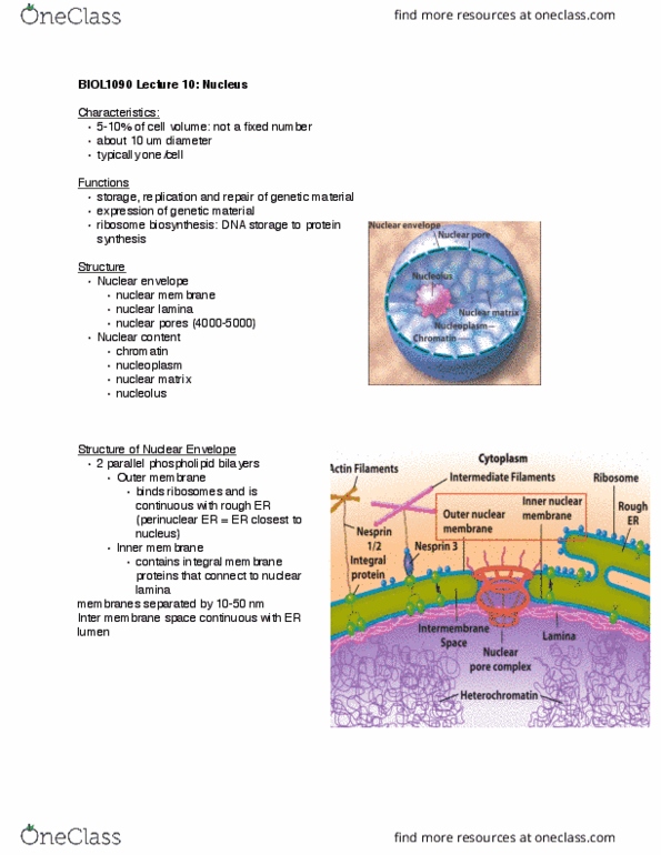 BIOL 1090 Lecture Notes - Lecture 10: Nuclear Lamina, Nuclear Membrane, Nuclear Pore thumbnail