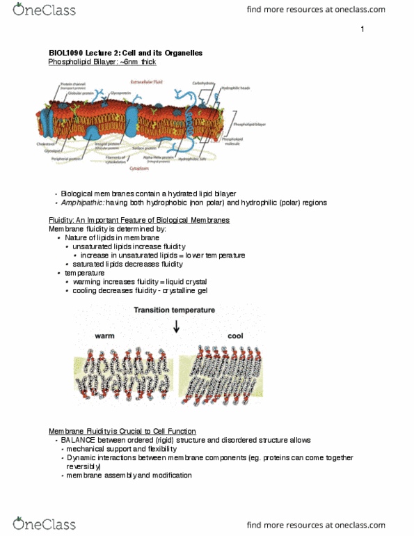 BIOL 1090 Lecture Notes - Lecture 3: Lipid Bilayer, Biological Membrane, Membrane Protein thumbnail