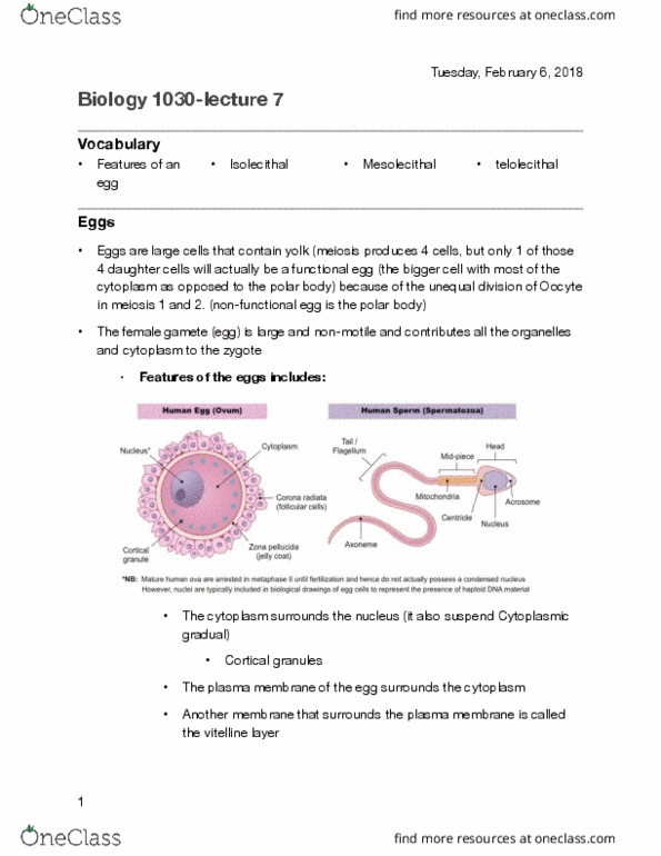 BIOL 1030 Lecture Notes - Lecture 7: Cell Membrane, Oocyte, Meiosis thumbnail