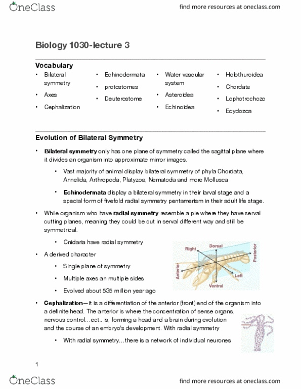 BIOL 1030 Lecture Notes - Lecture 3: Symmetry In Biology, Sagittal Plane, Serval thumbnail