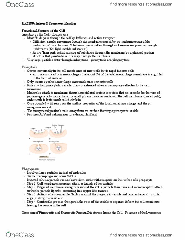 HK 2810 Chapter Notes - Chapter 1: Insulin, Electrochemical Gradient, Fluid Compartments thumbnail