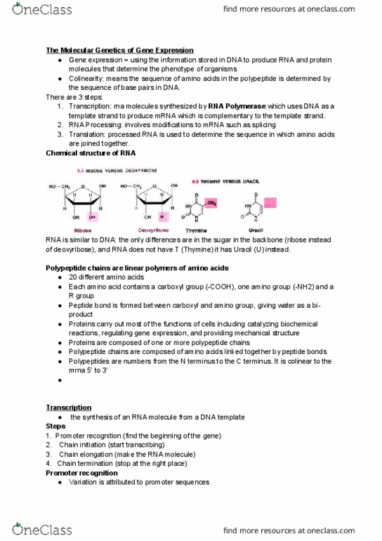 BIOL 2301 Lecture Notes - Lecture 15: Alpha Helix, Cistron, Release Factor thumbnail