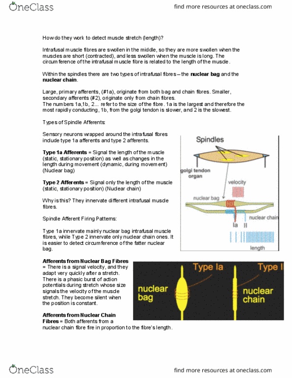 LIFESCI 3K03 Lecture Notes - Lecture 6: Quadriceps Femoris Muscle, Motor Neuron, Intrafusal Muscle Fiber thumbnail