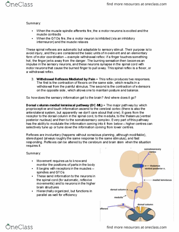 LIFESCI 3K03 Lecture Notes - Lecture 5: Basal Ganglia, Superior Colliculus, Optic Nerve thumbnail