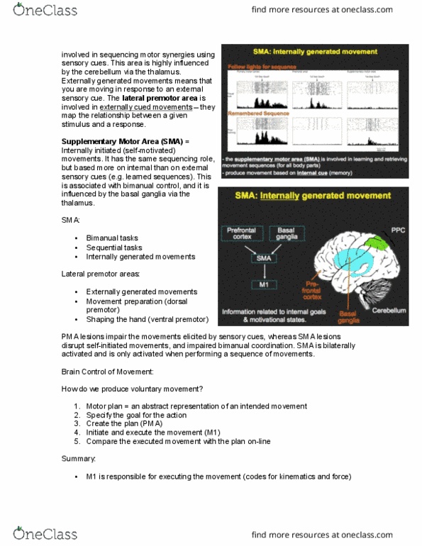 LIFESCI 3K03 Lecture Notes - Lecture 12: Pars Compacta, Primary Sensory Areas, Brainstem thumbnail