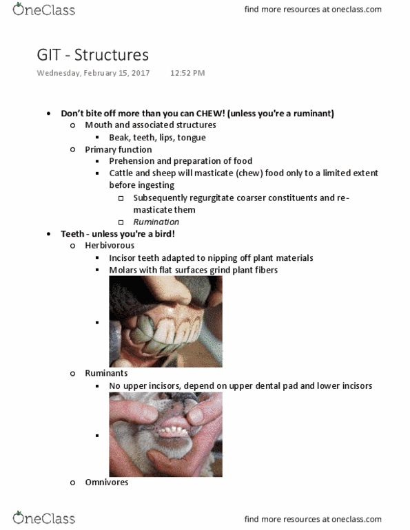 ANFS251 Lecture Notes - Lecture 3: Cecum, Duodenum, Chyme thumbnail