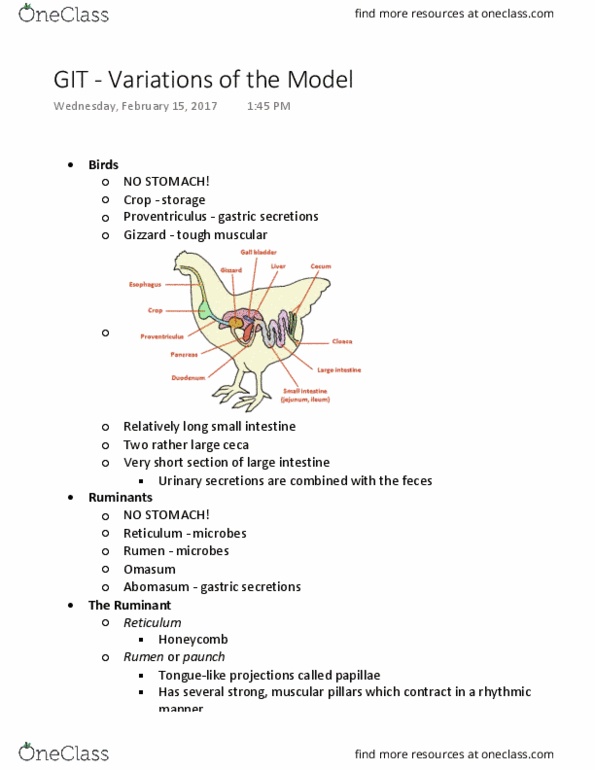 ANFS251 Lecture Notes - Lecture 4: Reticulorumen, Monogastric, Burping thumbnail