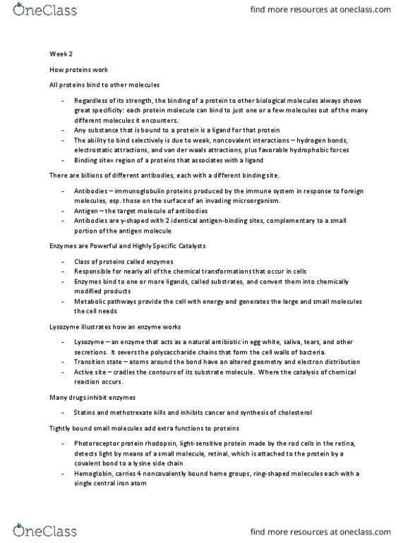 BIOMG 1350 Lecture Notes - Lecture 3: Protein Kinase, Threonine, Conformational Change thumbnail