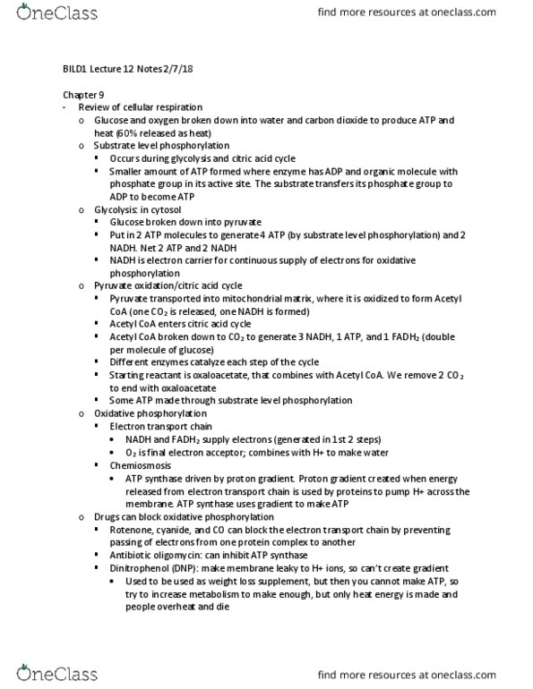 BILD 1 Lecture Notes - Lecture 12: Chloroplast, Nicotinamide Adenine Dinucleotide, Thylakoid thumbnail