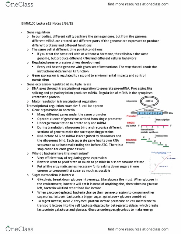 BIMM 100 Lecture Notes - Lecture 18: Repressor, Lactose Permease, Ribosome-Binding Site thumbnail