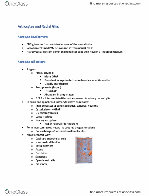 KINESIOL 1Y03 Lecture Notes - Lecture 12: Glial Cell Line-Derived Neurotrophic Factor, Glutamine, Synaptogenesis thumbnail