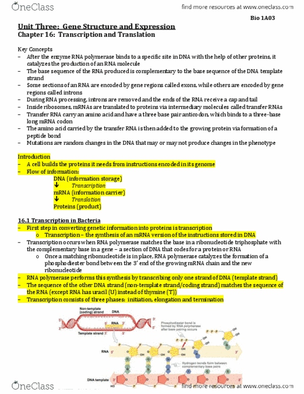 BIOLOGY 1A03 Chapter Notes - Chapter 16: Ribosome-Binding Site, Eukaryotic Transcription, Ribosomal Rna thumbnail