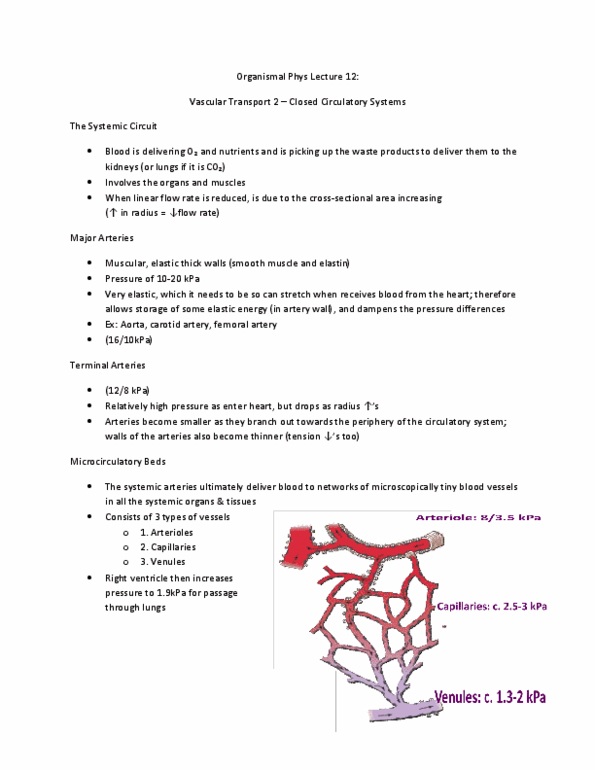 Biology 2601A/B Lecture : Closed Circulatory Systems study guide that includes all the notes and relevant pictures from lecture as well as additional notes from the assigned readings thumbnail