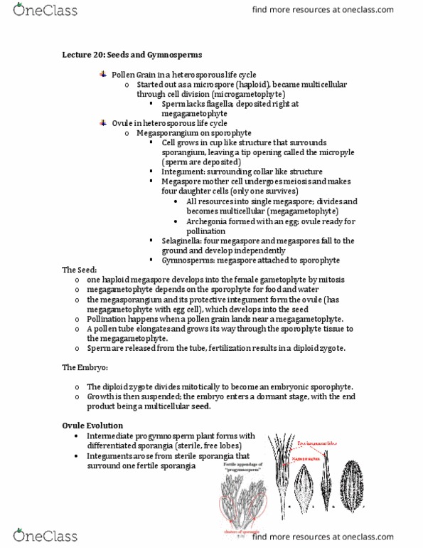 BIS 2C Lecture Notes - Lecture 20: Antheridium, Stoma, Gnetum thumbnail