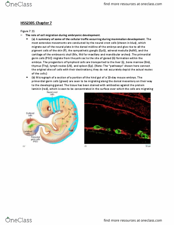HSS 2305 Lecture Notes - Lecture 35: Collagen, Cytoskeleton, Mesentery thumbnail