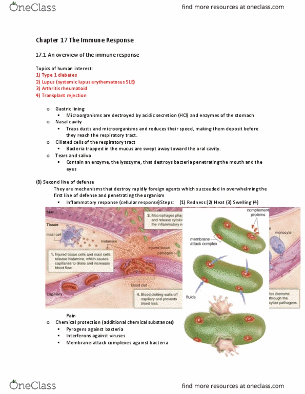 HSS 2305 Lecture Notes - Lecture 44: B-Cell Receptor, Passive Immunity, Memory T Cell thumbnail