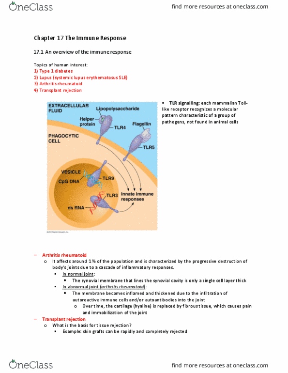 HSS 2305 Lecture Notes - Lecture 46: Cyclic Peptide, Histocompatibility, Ciclosporin thumbnail