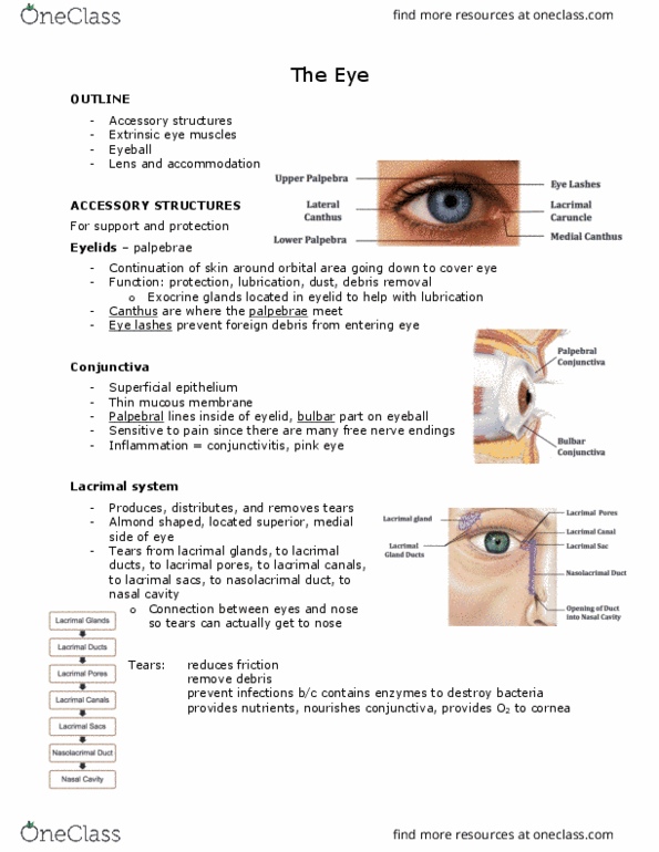 ANAT 101 Lecture Notes - Lecture 19: Extraocular Muscles, Collagen, Retina thumbnail