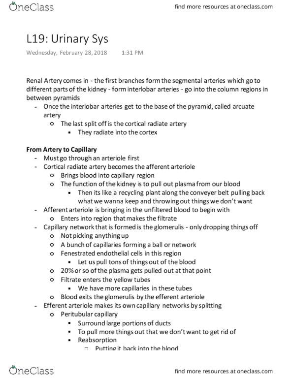 KINESIOL 2YY3 Lecture Notes - Lecture 19: Renal Calyx, Renal Corpuscle, Descending Limb Of Loop Of Henle thumbnail