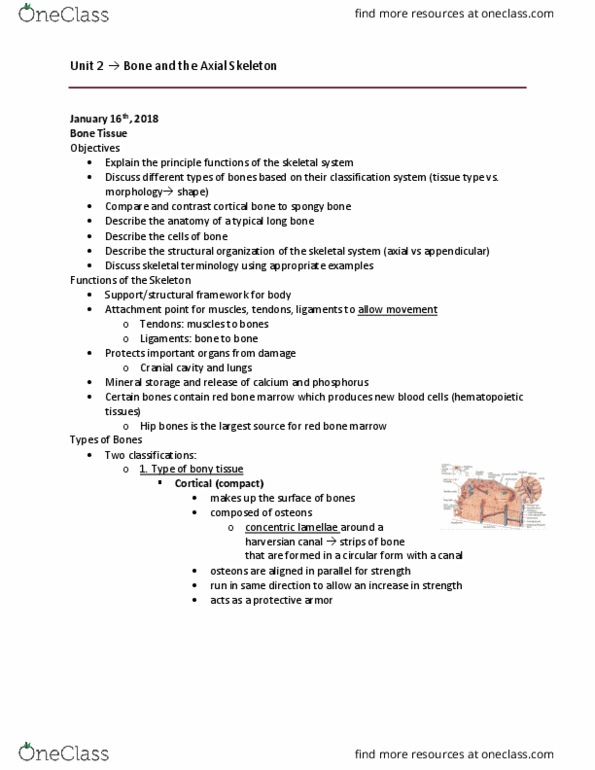 Health Sciences 2300A/B Lecture Notes - Lecture 2: Symmetry Operation, Lacrimal Bone, Coccyx thumbnail