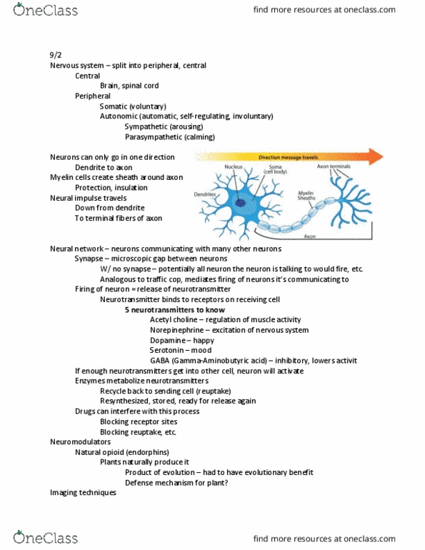 PSY 110 Lecture Notes - Lecture 4: Cerebellum, Cerebral Cortex, Neocortex thumbnail