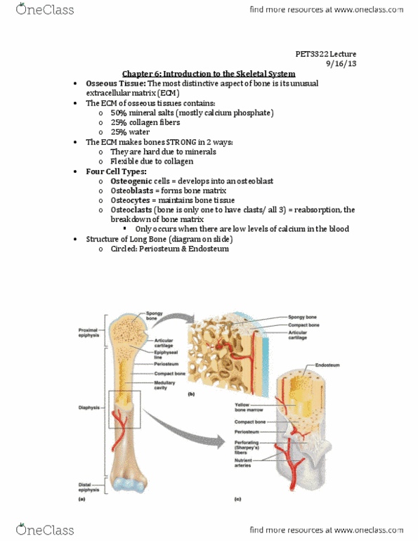 PET-3322 Lecture Notes - Osteoblast, Periosteum, Homeostasis thumbnail