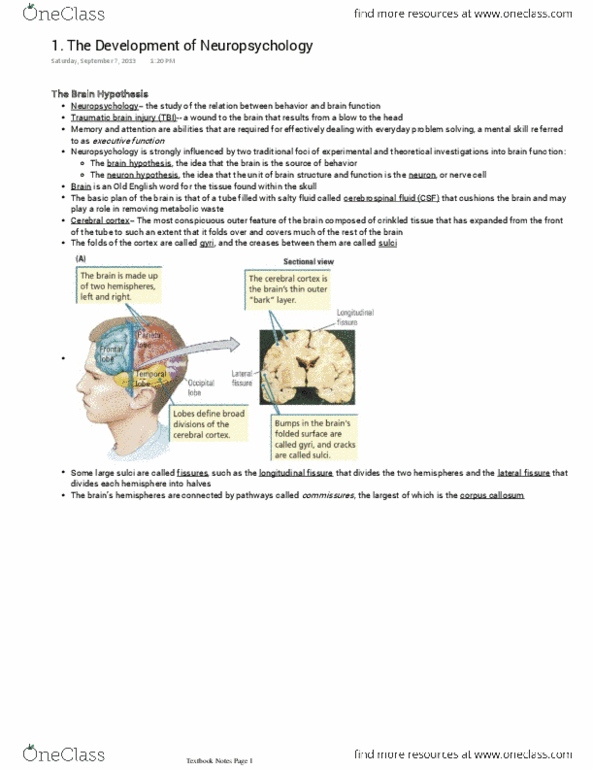 PSYC 3530 Chapter Notes -Frontal Lobe, Magnetic Resonance Imaging, Ct Scan thumbnail